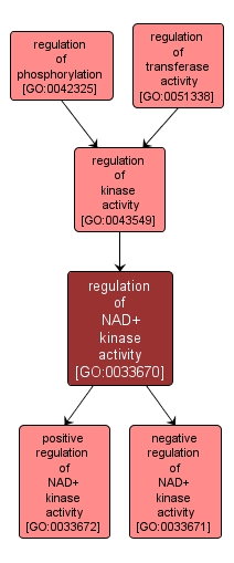 GO:0033670 - regulation of NAD+ kinase activity (interactive image map)