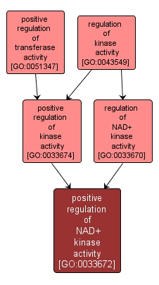 GO:0033672 - positive regulation of NAD+ kinase activity (interactive image map)