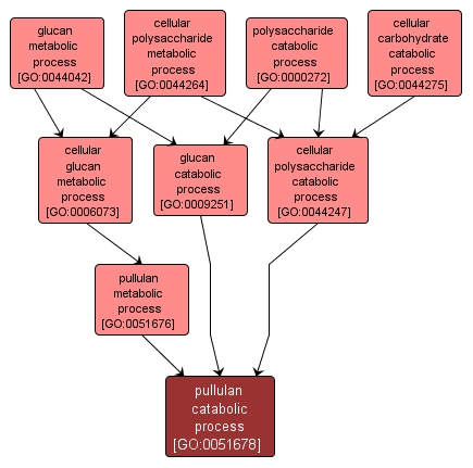 GO:0051678 - pullulan catabolic process (interactive image map)