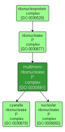GO:0030681 - multimeric ribonuclease P complex (interactive image map)