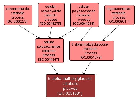 GO:0051681 - 6-alpha-maltosylglucose catabolic process (interactive image map)