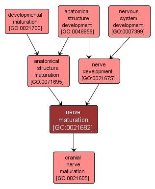 GO:0021682 - nerve maturation (interactive image map)