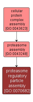 GO:0070682 - proteasome regulatory particle assembly (interactive image map)