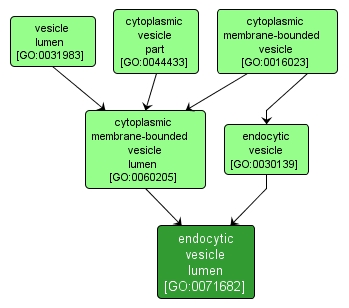 GO:0071682 - endocytic vesicle lumen (interactive image map)