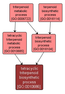 GO:0010686 - tetracyclic triterpenoid biosynthetic process (interactive image map)