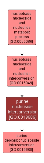 GO:0019686 - purine nucleoside interconversion (interactive image map)