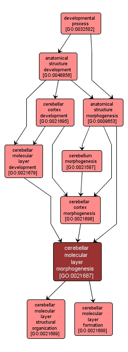 GO:0021687 - cerebellar molecular layer morphogenesis (interactive image map)