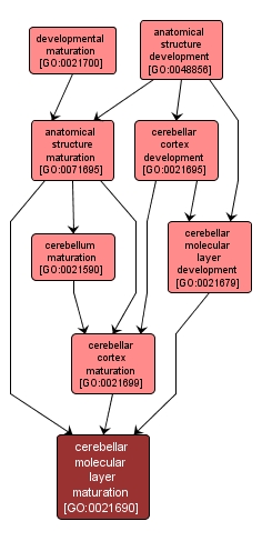 GO:0021690 - cerebellar molecular layer maturation (interactive image map)