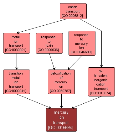 GO:0015694 - mercury ion transport (interactive image map)