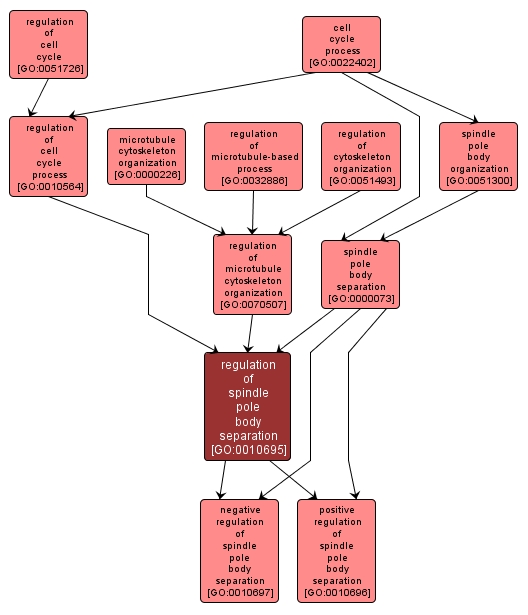 GO:0010695 - regulation of spindle pole body separation (interactive image map)