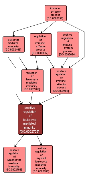 GO:0002705 - positive regulation of leukocyte mediated immunity (interactive image map)