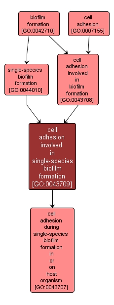 GO:0043709 - cell adhesion involved in single-species biofilm formation (interactive image map)