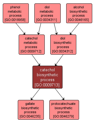 GO:0009713 - catechol biosynthetic process (interactive image map)