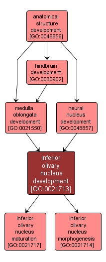 GO:0021713 - inferior olivary nucleus development (interactive image map)