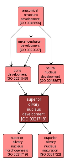 GO:0021718 - superior olivary nucleus development (interactive image map)