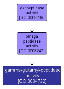 GO:0034722 - gamma-glutamyl-peptidase activity (interactive image map)
