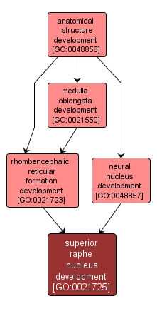 GO:0021725 - superior raphe nucleus development (interactive image map)