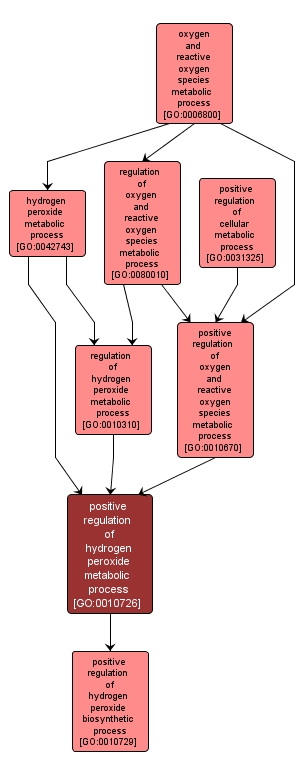 GO:0010726 - positive regulation of hydrogen peroxide metabolic process (interactive image map)