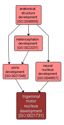 GO:0021731 - trigeminal motor nucleus development (interactive image map)