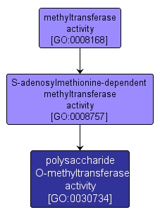 GO:0030734 - polysaccharide O-methyltransferase activity (interactive image map)
