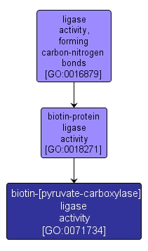 GO:0071734 - biotin-[pyruvate-carboxylase] ligase activity (interactive image map)
