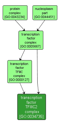 GO:0034735 - transcription factor TFIIIC2 complex (interactive image map)