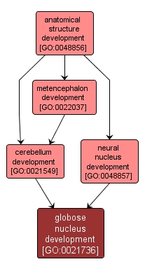 GO:0021736 - globose nucleus development (interactive image map)