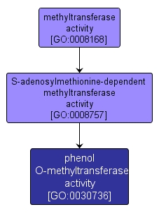 GO:0030736 - phenol O-methyltransferase activity (interactive image map)