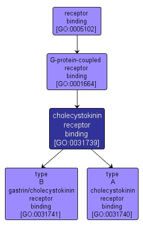 GO:0031739 - cholecystokinin receptor binding (interactive image map)