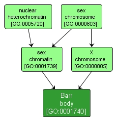 GO:0001740 - Barr body (interactive image map)