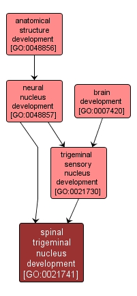 GO:0021741 - spinal trigeminal nucleus development (interactive image map)