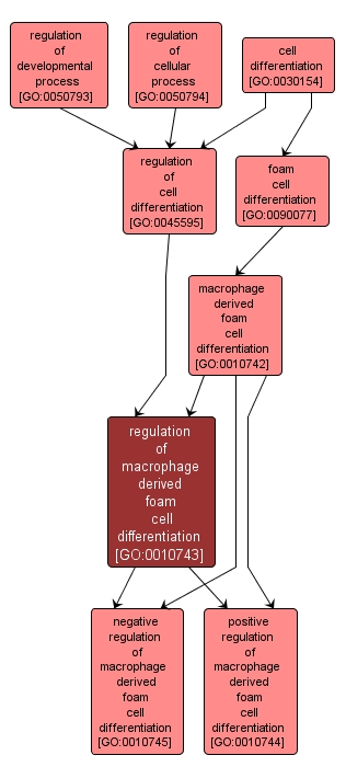 GO:0010743 - regulation of macrophage derived foam cell differentiation (interactive image map)