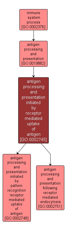 GO:0002745 - antigen processing and presentation initiated by receptor mediated uptake of antigen (interactive image map)