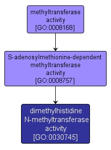 GO:0030745 - dimethylhistidine N-methyltransferase activity (interactive image map)