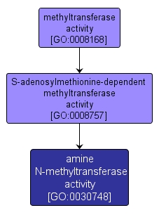 GO:0030748 - amine N-methyltransferase activity (interactive image map)
