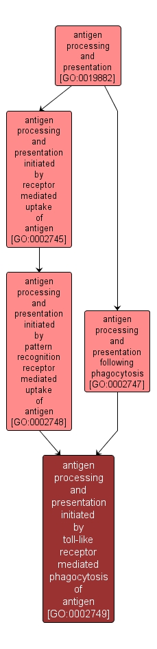 GO:0002749 - antigen processing and presentation initiated by toll-like receptor mediated phagocytosis of antigen (interactive image map)