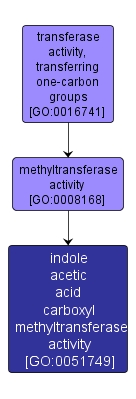 GO:0051749 - indole acetic acid carboxyl methyltransferase activity (interactive image map)