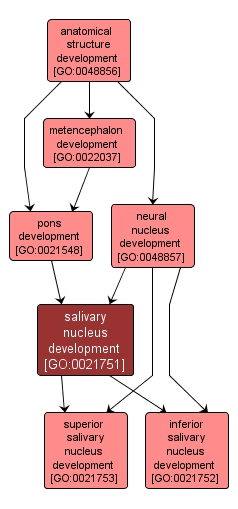 GO:0021751 - salivary nucleus development (interactive image map)