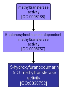 GO:0030752 - 5-hydroxyfuranocoumarin 5-O-methyltransferase activity (interactive image map)