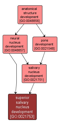 GO:0021753 - superior salivary nucleus development (interactive image map)