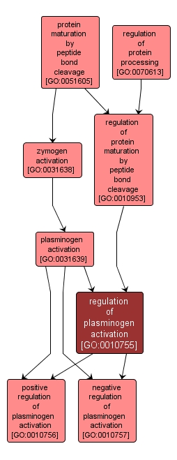 GO:0010755 - regulation of plasminogen activation (interactive image map)