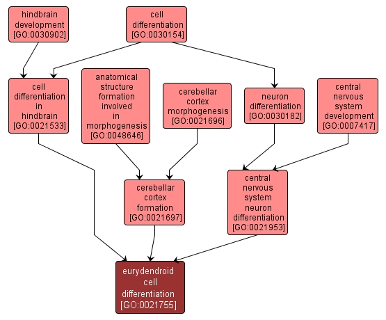 GO:0021755 - eurydendroid cell differentiation (interactive image map)