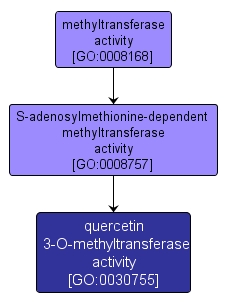 GO:0030755 - quercetin 3-O-methyltransferase activity (interactive image map)