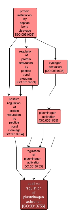 GO:0010756 - positive regulation of plasminogen activation (interactive image map)