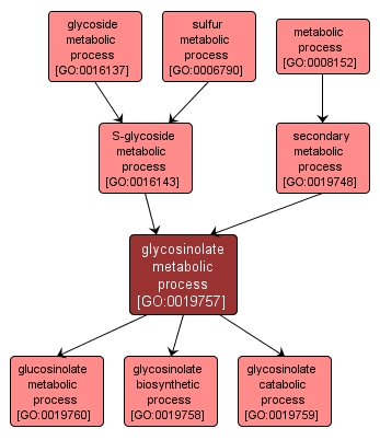 GO:0019757 - glycosinolate metabolic process (interactive image map)