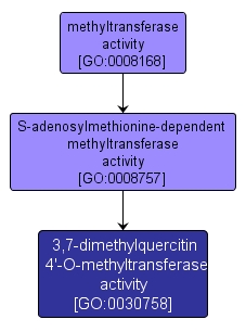 GO:0030758 - 3,7-dimethylquercitin 4'-O-methyltransferase activity (interactive image map)
