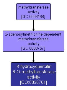 GO:0030761 - 8-hydroxyquercitin 8-O-methyltransferase activity (interactive image map)