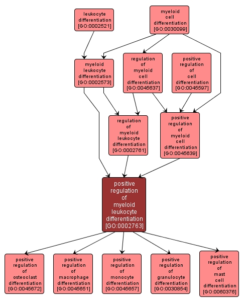 GO:0002763 - positive regulation of myeloid leukocyte differentiation (interactive image map)