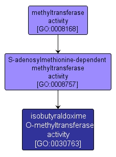 GO:0030763 - isobutyraldoxime O-methyltransferase activity (interactive image map)
