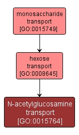 GO:0015764 - N-acetylglucosamine transport (interactive image map)